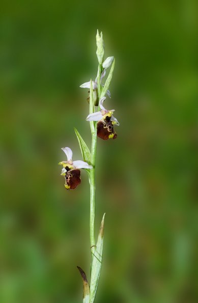 Orchidea "Fior Bombo"