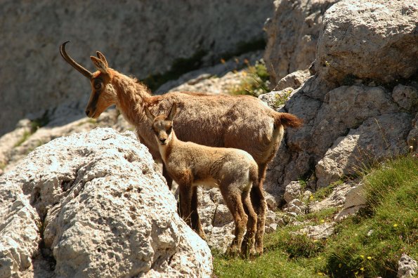 Camoscio d’Abruzzo