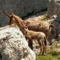 Camoscio d’Abruzzo