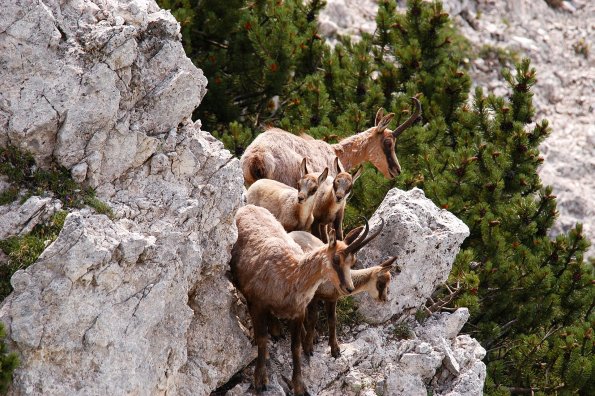 Camoscio d’Abruzzo