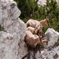 Camoscio d’Abruzzo