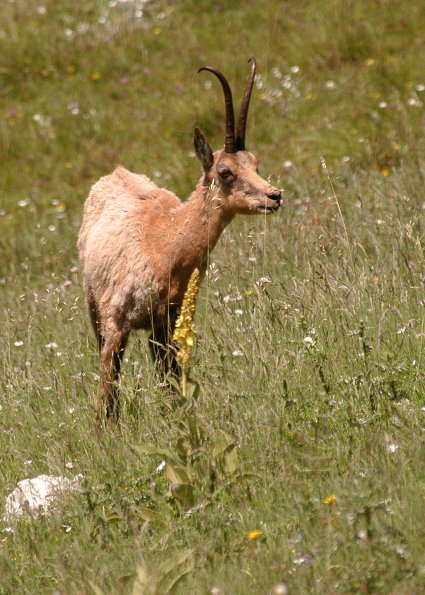 Camoscio d’Abruzzo
