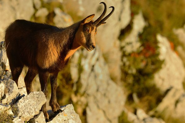 Camoscio d’Abruzzo