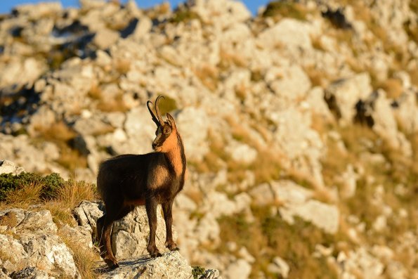 Camoscio d’Abruzzo