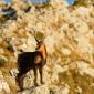 Camoscio d’Abruzzo