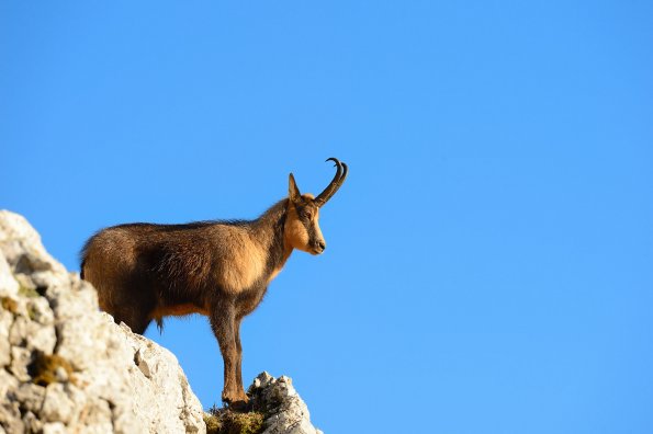 Camoscio d’Abruzzo