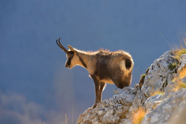 Camoscio d’Abruzzo