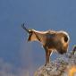 Camoscio d’Abruzzo