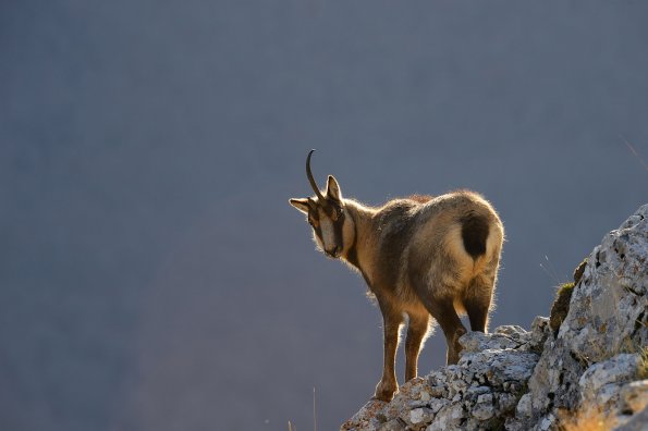 Camoscio d’Abruzzo