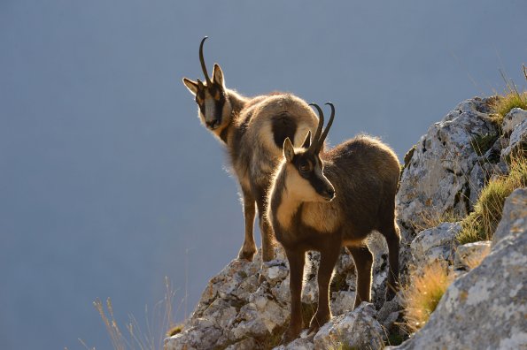 Camoscio d’Abruzzo