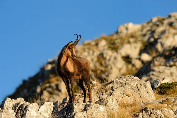 Camoscio d’Abruzzo 