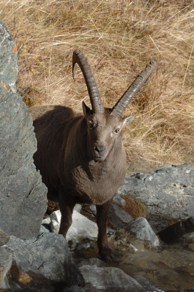 Stambecco 