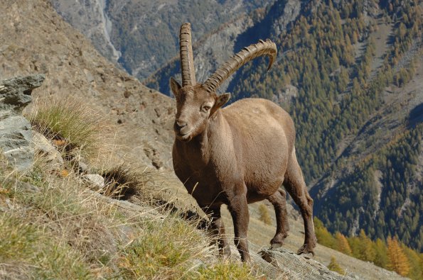 Stambecco 