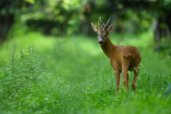 Capriolo