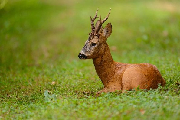 Capriolo