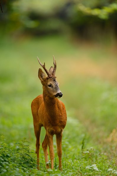 Capriolo