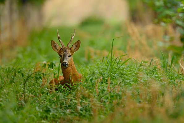 Capriolo