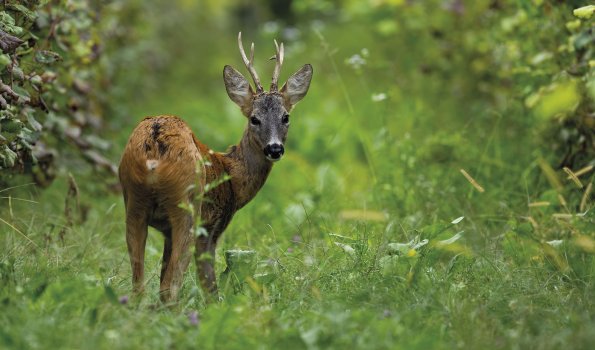 Capriolo 