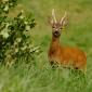 Capriolo