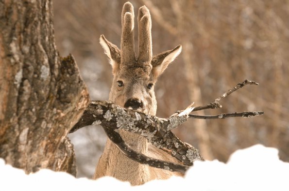 Capriolo