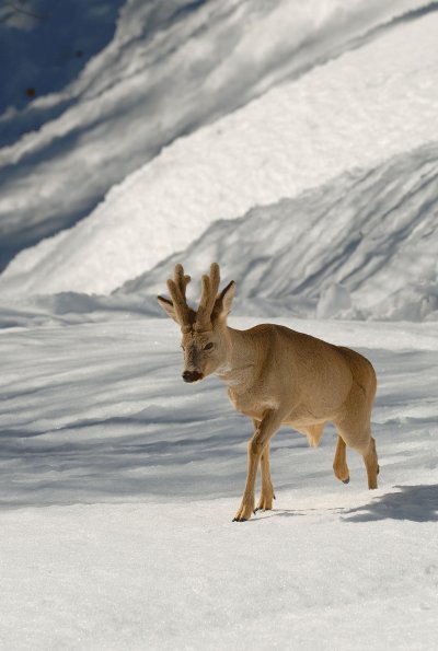 Capriolo