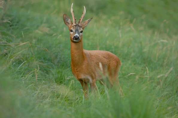 Capriolo