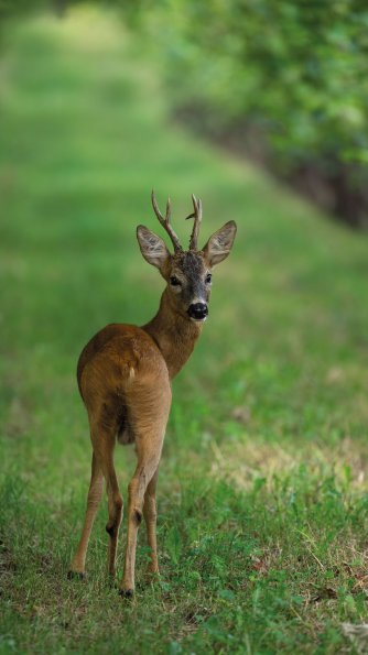 Capriolo