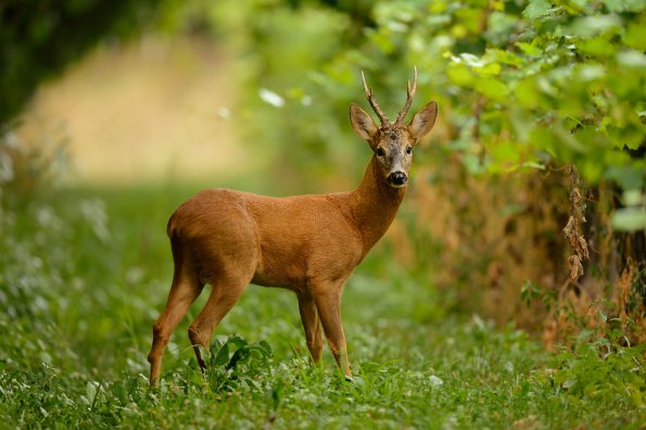 Capriolo