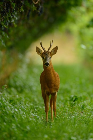 Capriolo