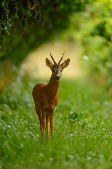 Capriolo