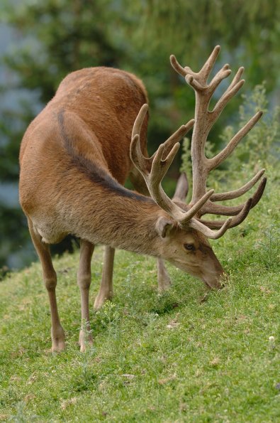Cervo