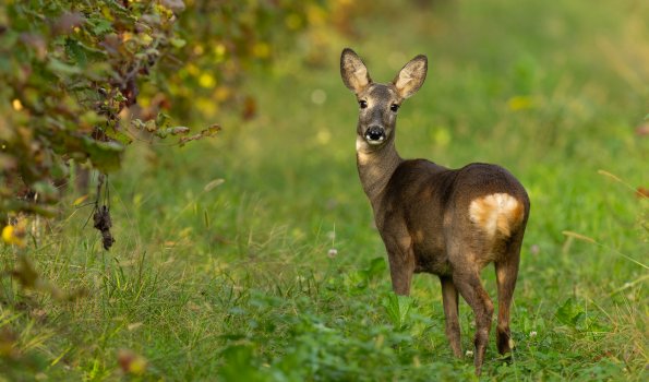 Capriolo 