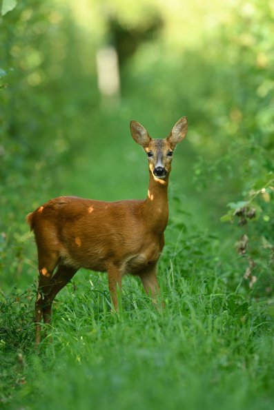 Capriolo
