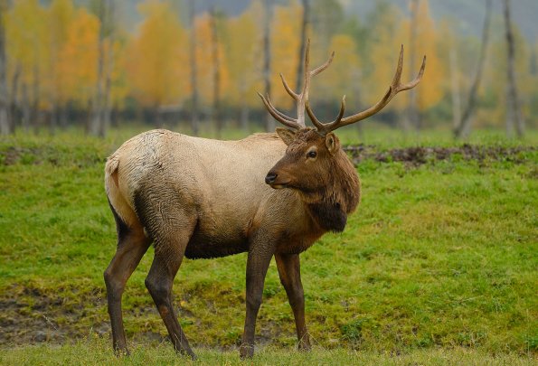 Wapiti