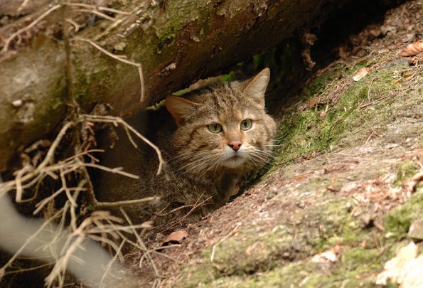 Gatto selvatico