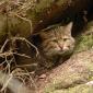 Gatto selvatico
