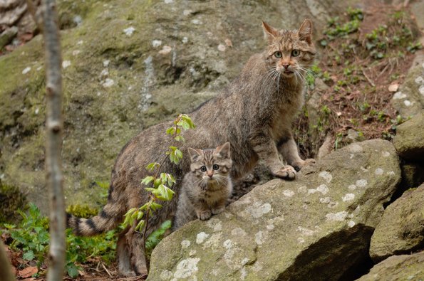 Gatto selvatico