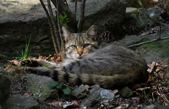 Gatto selvatico
