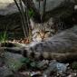 Gatto selvatico