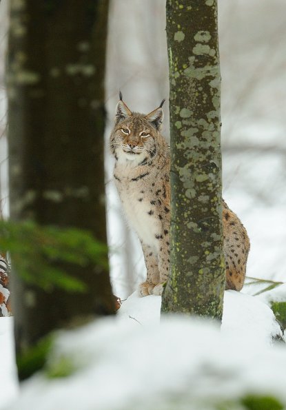 Lince