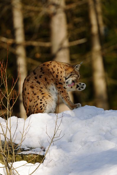 Lince