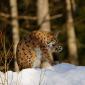 Lince