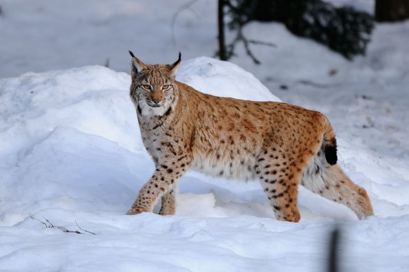 Lince
