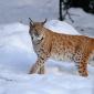 Lince