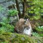 Lince
