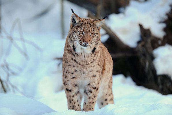 Lince