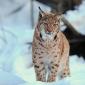 Lince