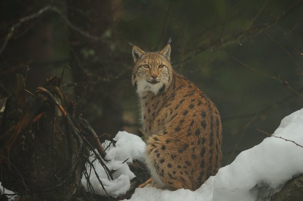 Lince