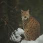 Lince