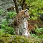 Lince